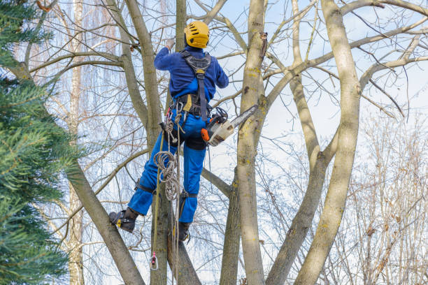 Tree and Shrub Care in Brookdale, NJ