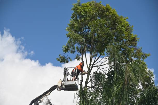 Trusted Brookdale, NJ Tree Care Experts