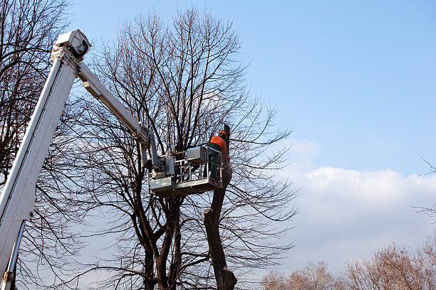 How Our Tree Care Process Works  in  Brookdale, NJ